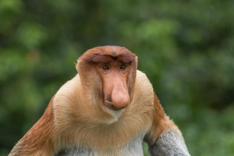 Borneo Jungle